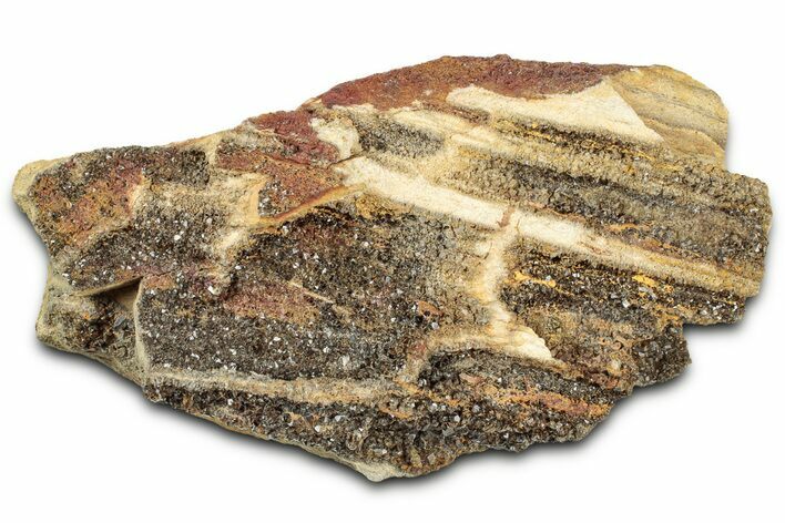 Glittering Petrified Wood with Druzy Quartz - Alabama #325413
